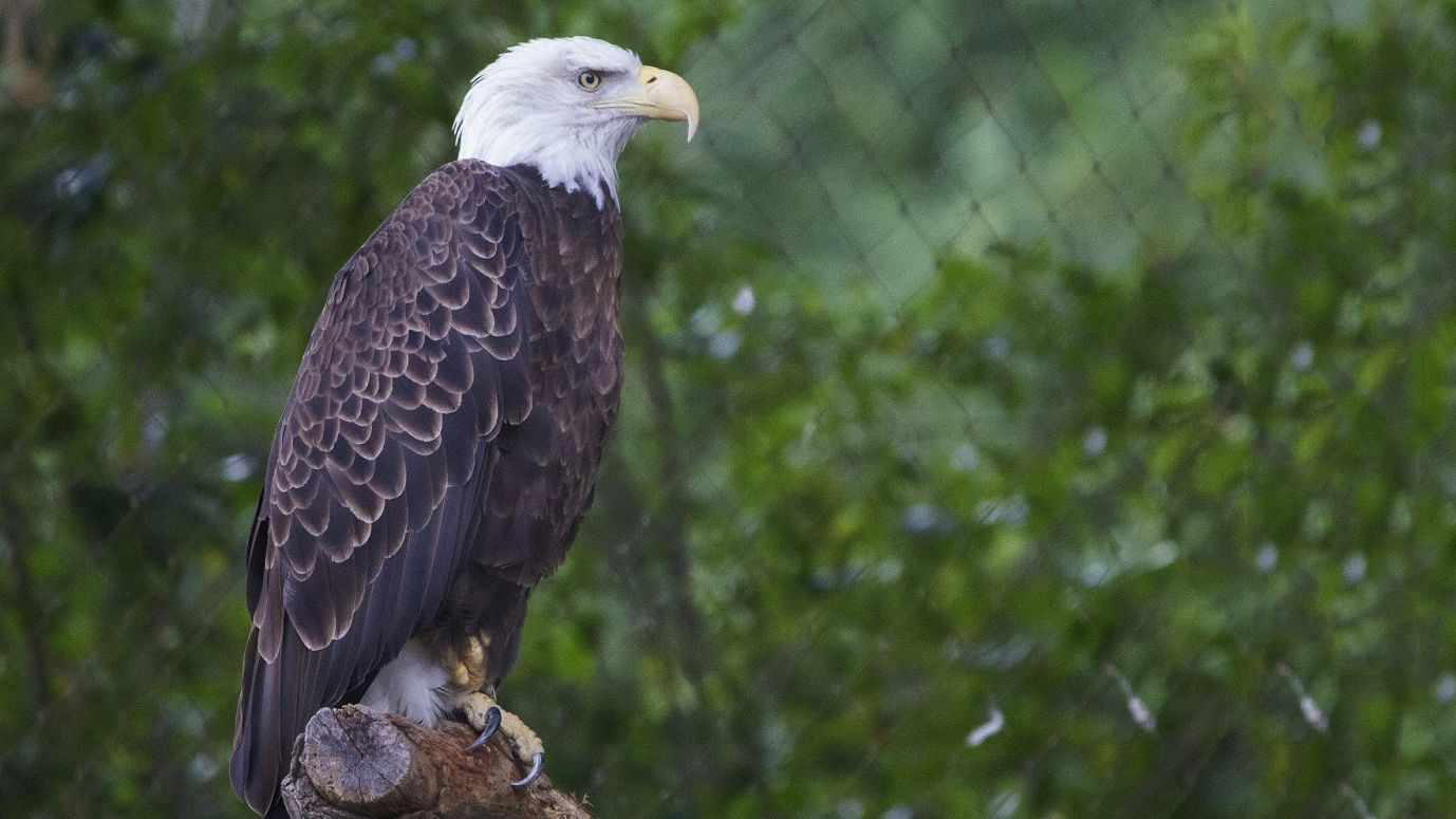 Bald Eagle